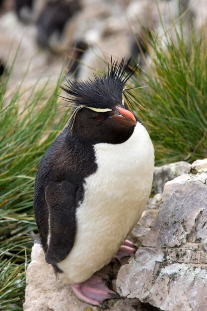 フォークランドのペンギンのコイン4種 - メルカリ