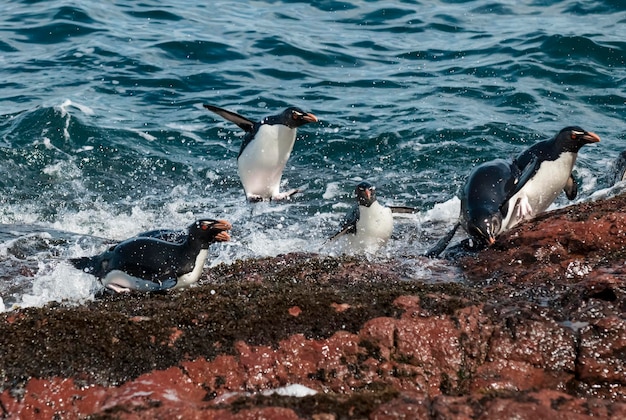 Photo rockhopper penguin penguin islandpuerto deseado santa cruz province patagonia argentina