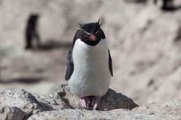 Rockhopper penguin sitting on the rocky beach