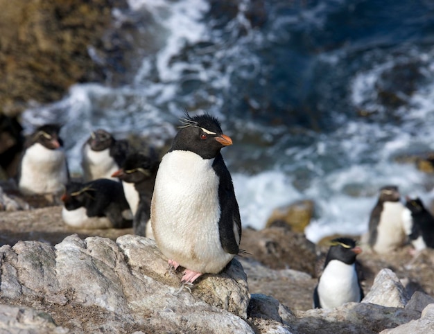 フォークランド諸島の小石島のイワトビペンギン
