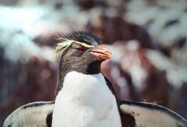 Pinguini saltaroccia nel sud dell'argentina Foto Premium