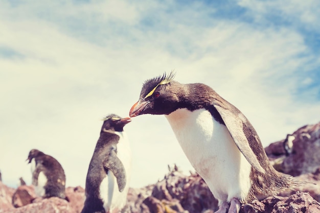 Pinguini saltaroccia nel sud dell'argentina