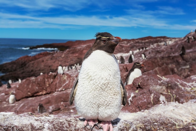 Pinguini saltaroccia nel sud dell'argentina