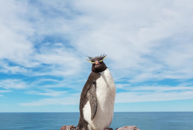 Rockhopper