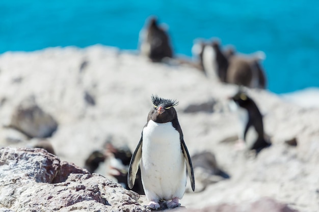 Rockhopperpinguïns in zuid-argentinië