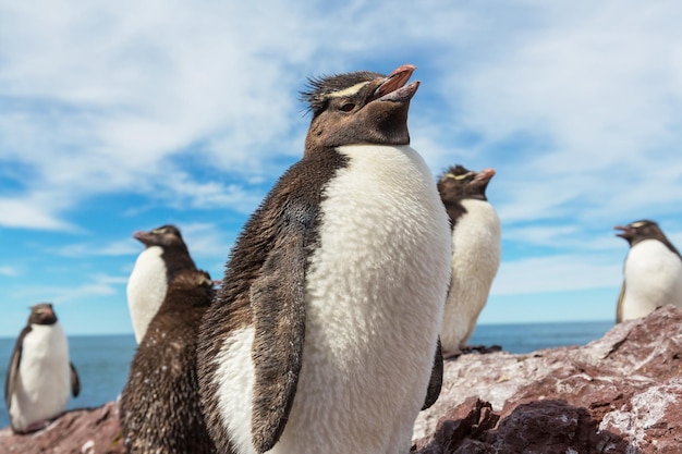 Rockhopperpinguïns in zuid-argentinië