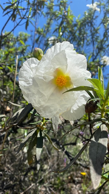 スペインのロックローズの花白い野花畑の春の美しい花