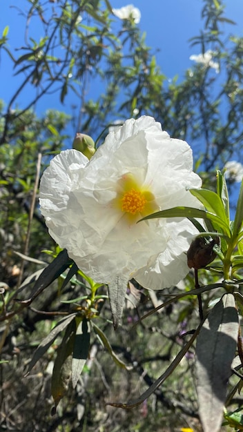 스페인의 Rockrose 꽃 흰색 야생 꽃 들판의 봄에 아름다운 꽃