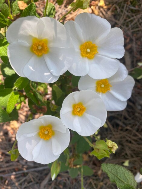 スペインのロックローズの花白い野花畑の春の美しい花