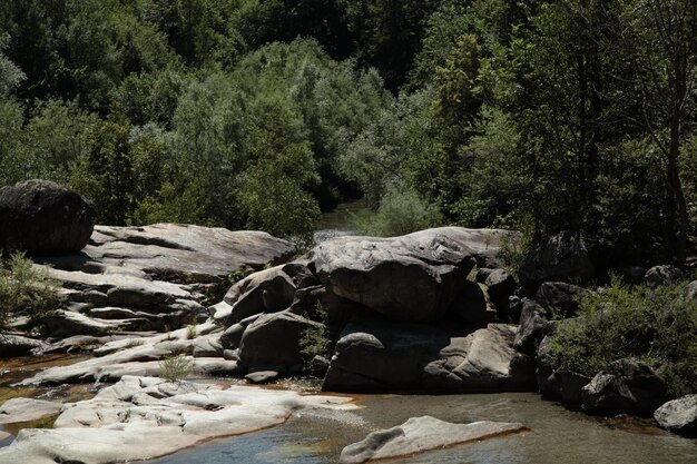 Photo rocks amidst trees in forest