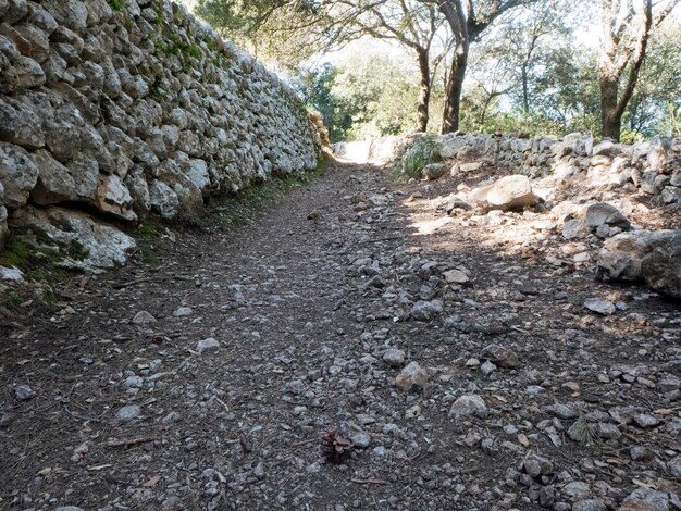 Rocks amidst trees