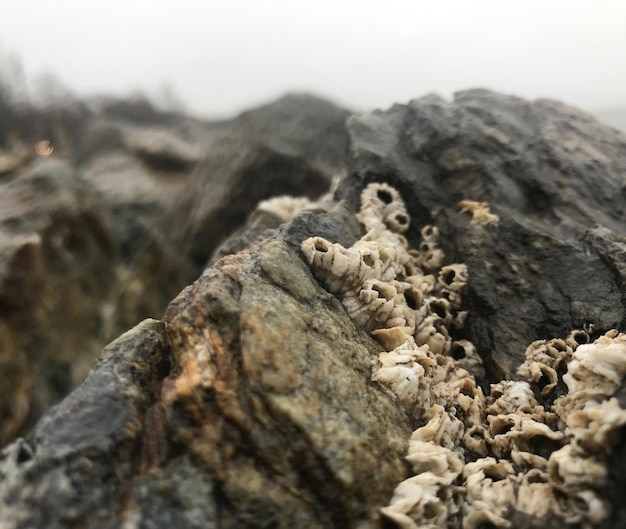 Photo rocks and barnacles