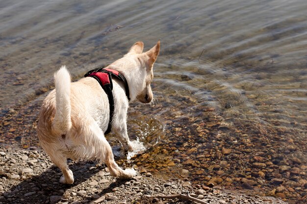 Rocks on the bottom. A dog walks on the riverbank.