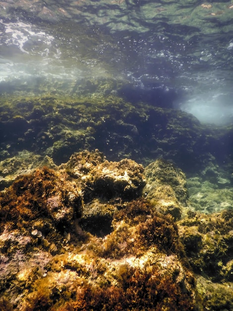 Rocks at Bottom of Ocean Floor Underwater Life