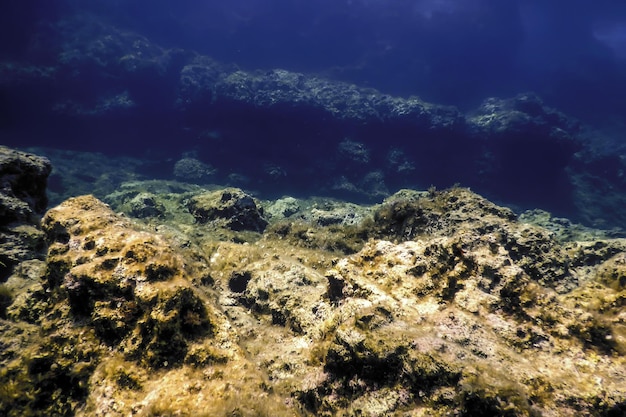 Rocks at Bottom of Ocean Floor Underwater Life