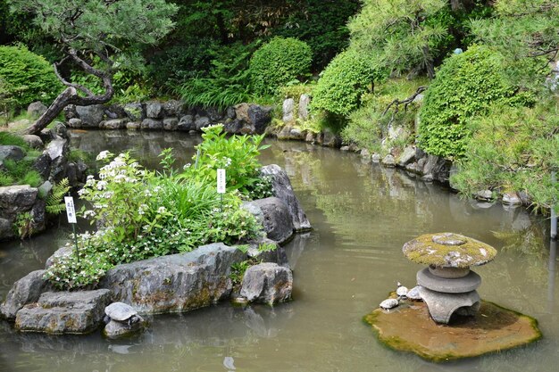 Rocks by river in forest