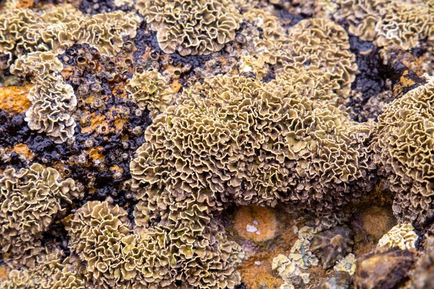 Rocks on the coast of asturias where small molluscs and crustaceans grow