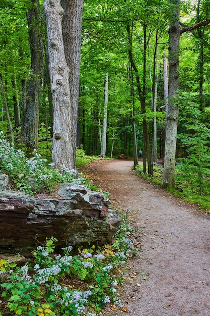 Rocks and field flowers along wide dirt hiking trail into lush green forest