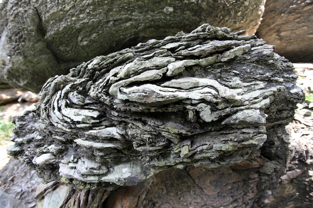 숲에서 자연적으로 형성된 암석이 흥미롭게 보입니다.