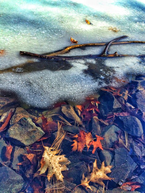 Rocks and leaves in frozen lake at giuffrida park