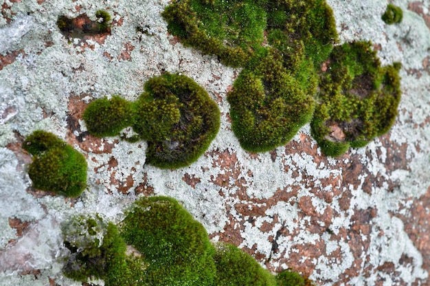 Rocks and lichen