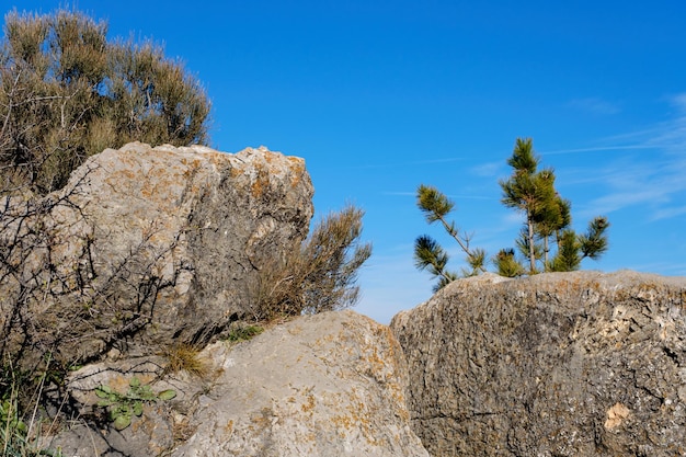 rocks and pine tree in the mountain