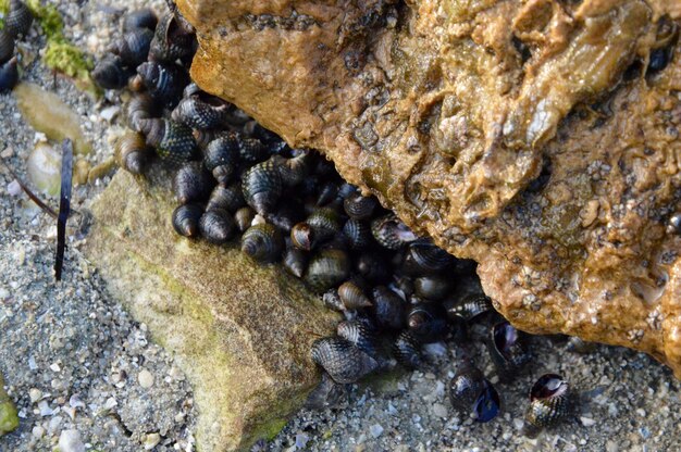 Foto rocce nel mare