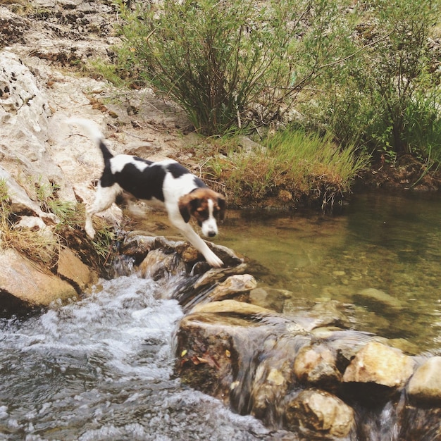 Foto rocce nel ruscello