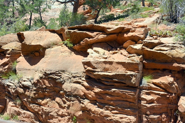 Foto rocce sull'albero nella foresta