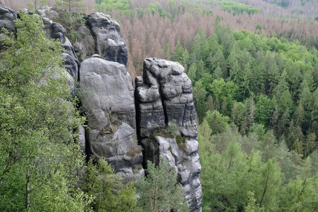 Скалы и деревья в лесу