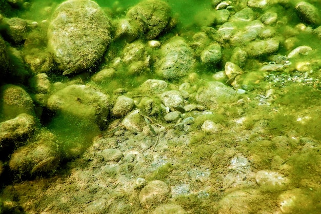 Фото Скалы под водой на русле реки, покрытые зелеными водорослями