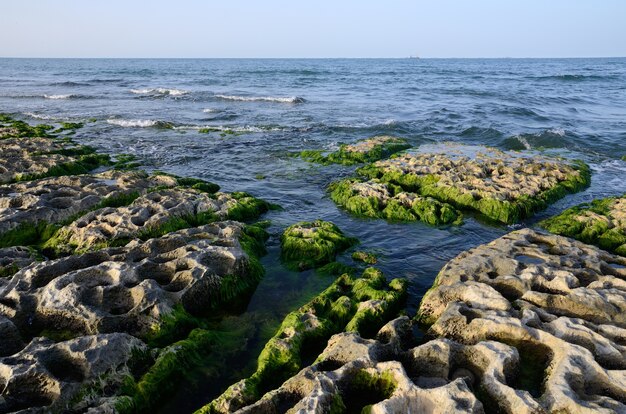 Rocky coast of the Caspian Sea covered with algae