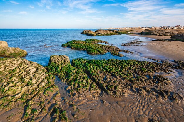 Rocky coast with green seaweed