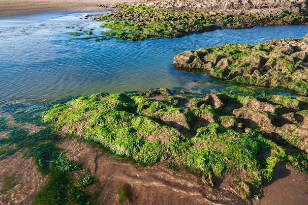 Foto costa rocciosa con alghe verdi