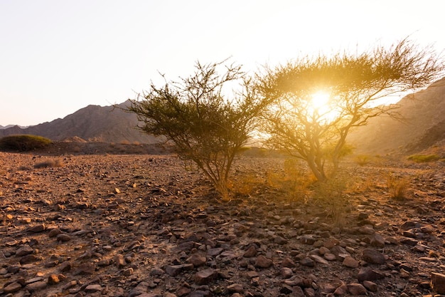 日没時のフジャイラ山脈の岩だらけの砂漠アラブ首長国連邦