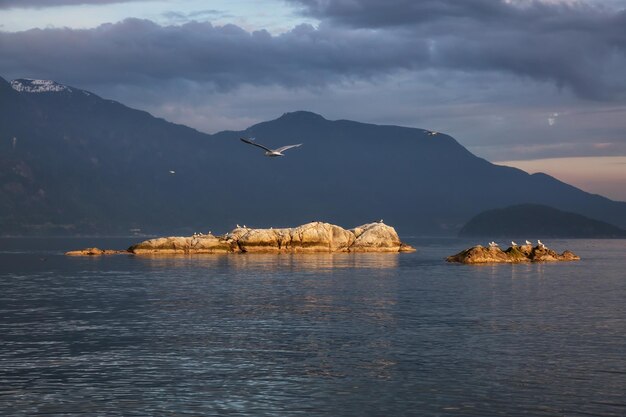 Rocky island with birds during sunset