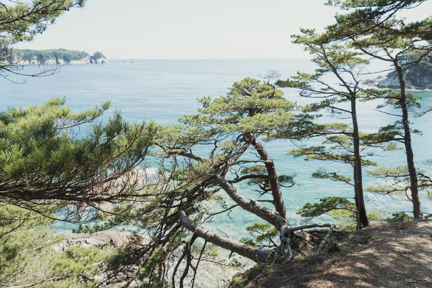 rocky island with pine trees