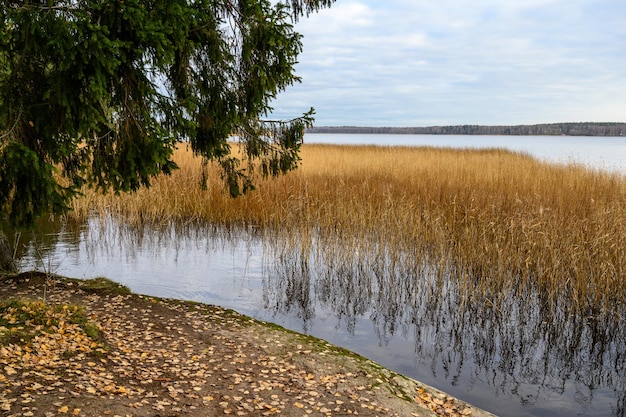 Paesaggio roccioso parco di monrepos vicino a vyborg sulla riva della baia in autunno erba dorata del parco di monrepo