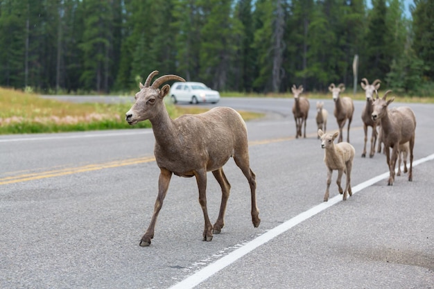 Rocky Mountain Big-Horned Sheep, Banff National Park in de herfst