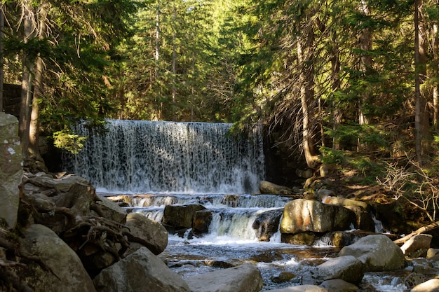 Rocky mountain stream and gum trees