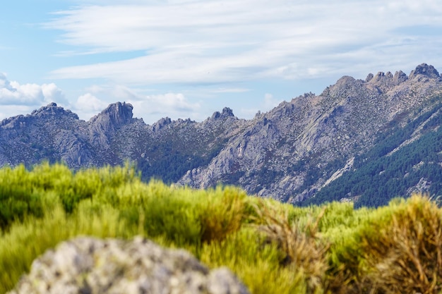 グアダラマ山の頂上にある緑の植物のクローズアップとマドリッドのコミュニティのロッキー山脈