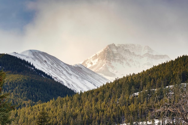 Rocky Mountains met zonlicht in het dennenbos op het platteland