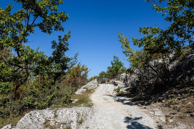 Strada rocciosa nella foresta alta paesaggio estivo