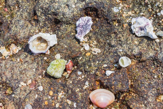写真 パタヤビーチの岩だらけの海岸に覆われた貝殻海洋浅瀬の選択的焦点のテクスチャ