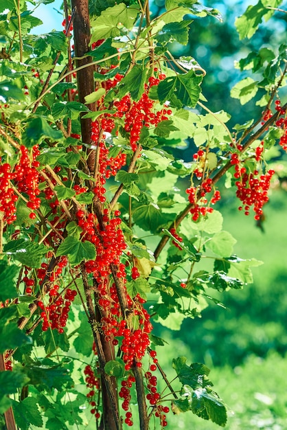 Rode aalbes Bush met clusters van bessenclose-up