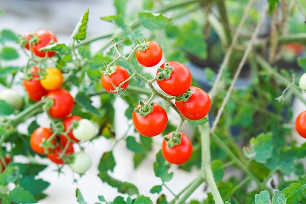 Foto rode aalbes tomaat in de moestuin.