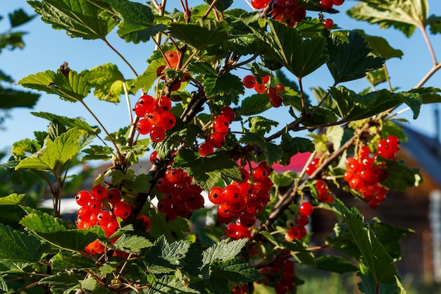 Rode aalbessen op een tak rode aalbesstruik in de tuin rijpe rode aalbesbessen