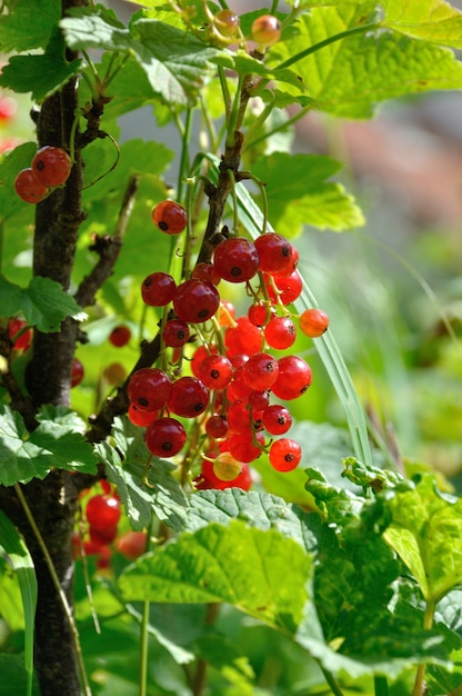 Rode aalbesveerboten in een tuin