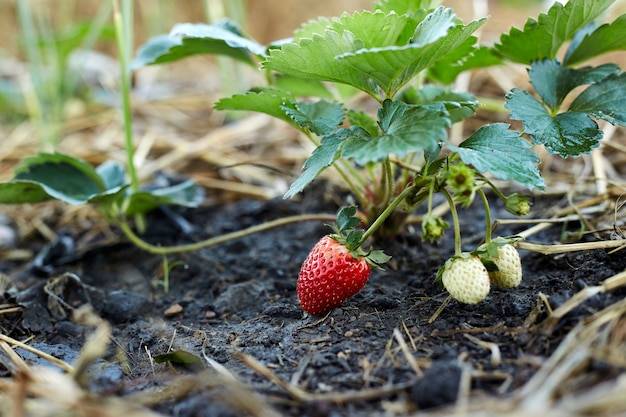 rode aardbeien in de tuin