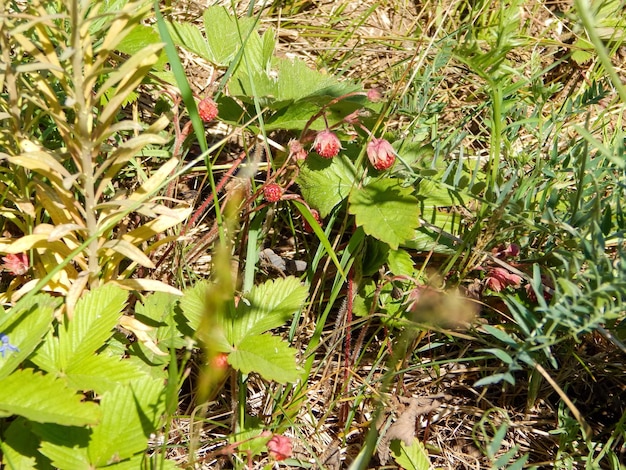 Rode aardbeien in de wei